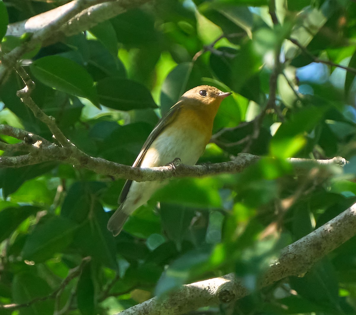 Mugimaki Flycatcher - ML646278521