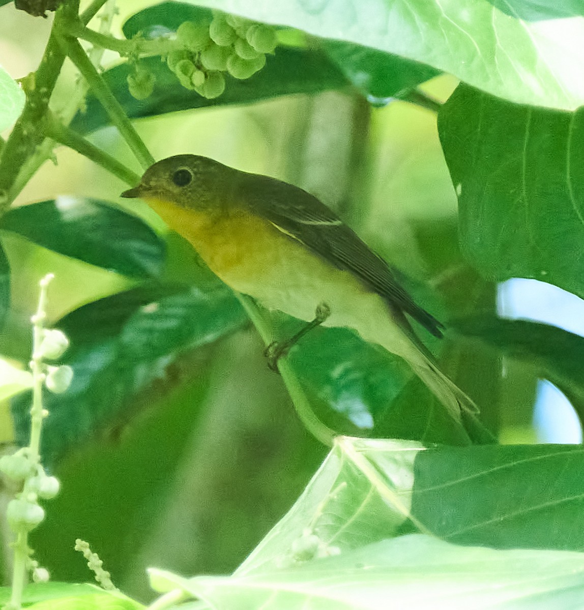 Mugimaki Flycatcher - ML646278522
