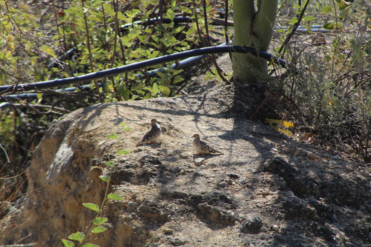 Bare-faced Ground Dove - ML646278530
