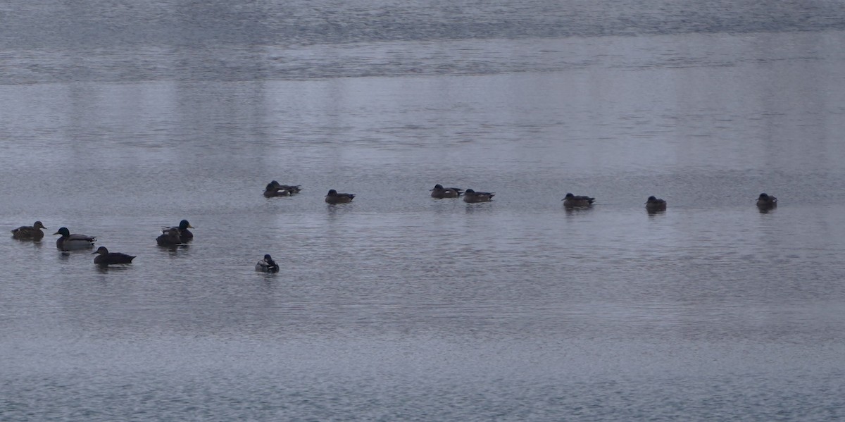 Fischione americano - ML646278534