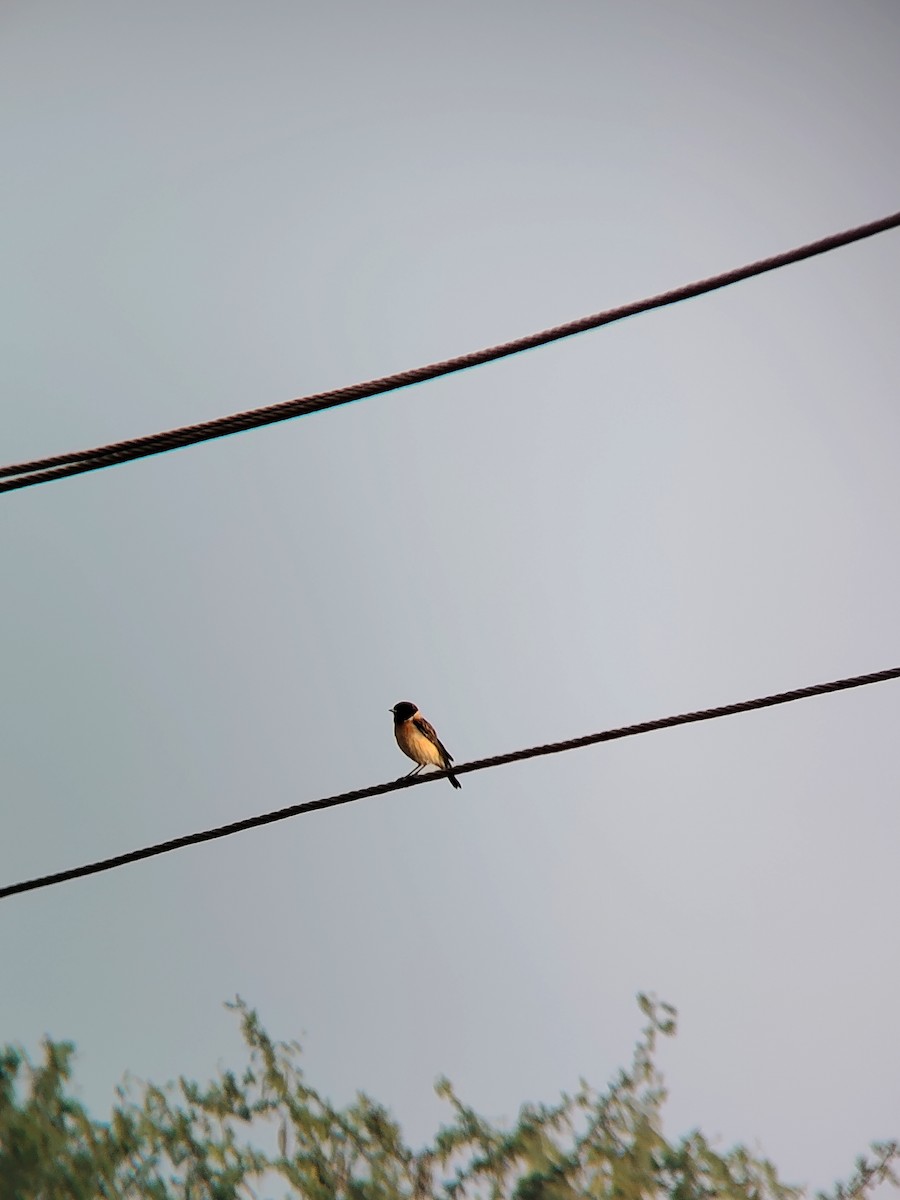 Siberian Stonechat - ML646278539