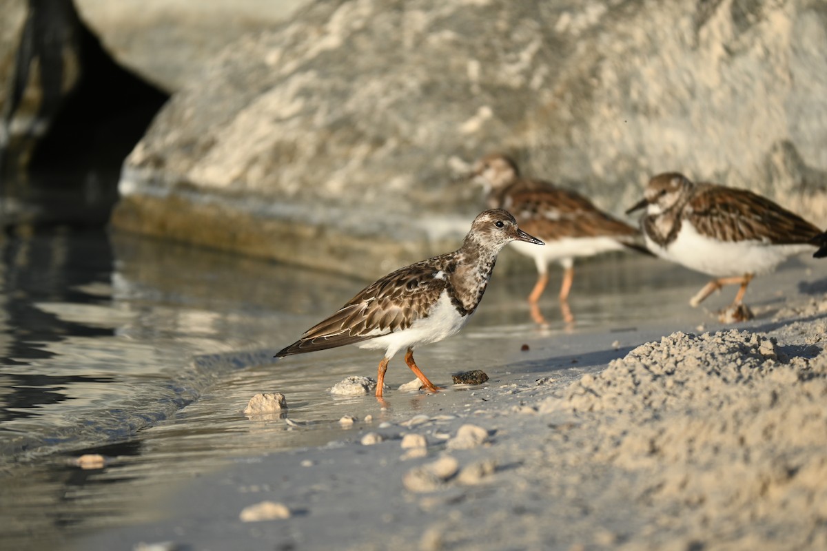 Ruddy Turnstone - ML646278540