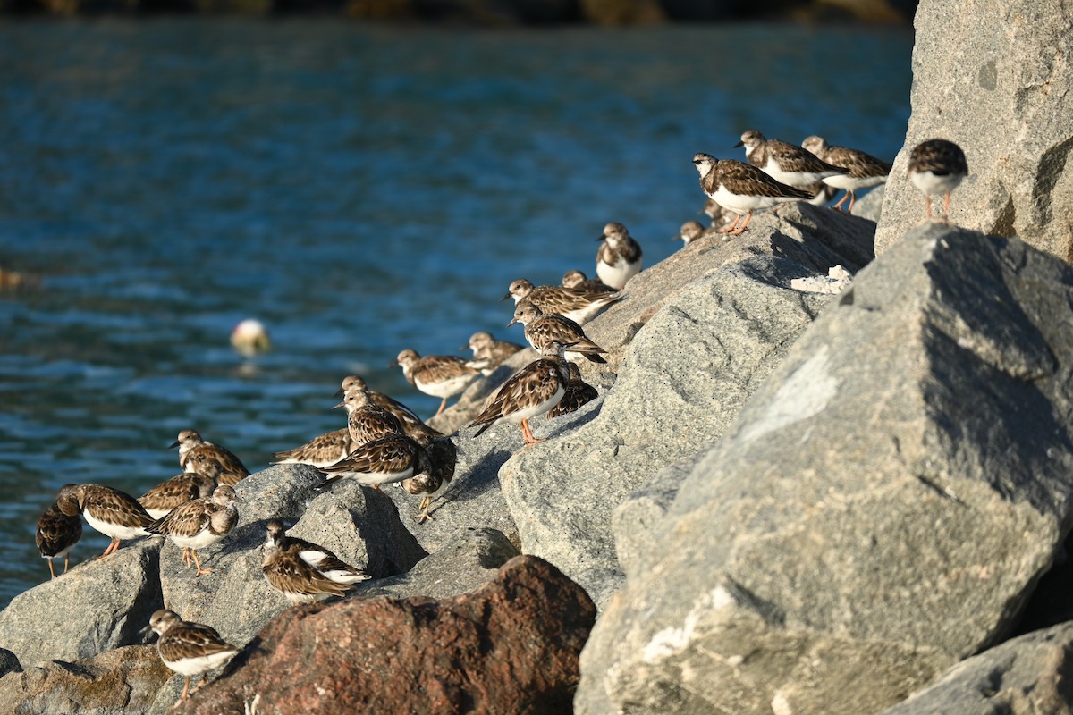 Ruddy Turnstone - ML646278541