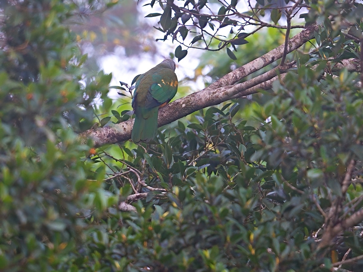 Wompoo Fruit-Dove - ML646278545