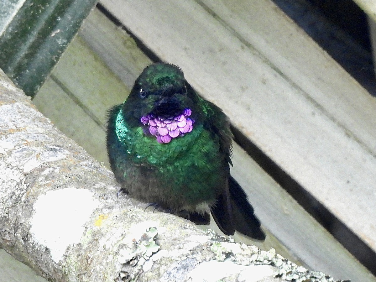 Tourmaline Sunangel - ML646278553