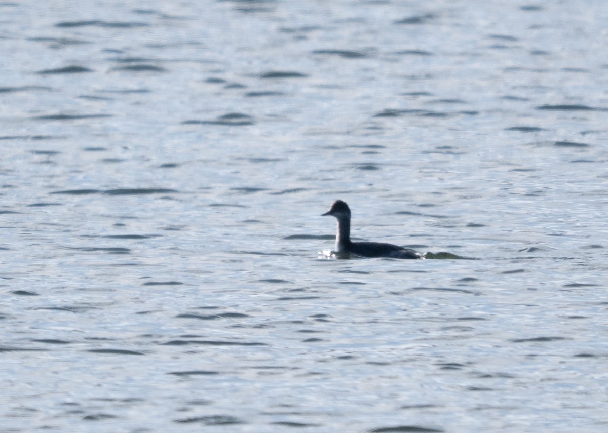 potápka černokrká - ML646278554