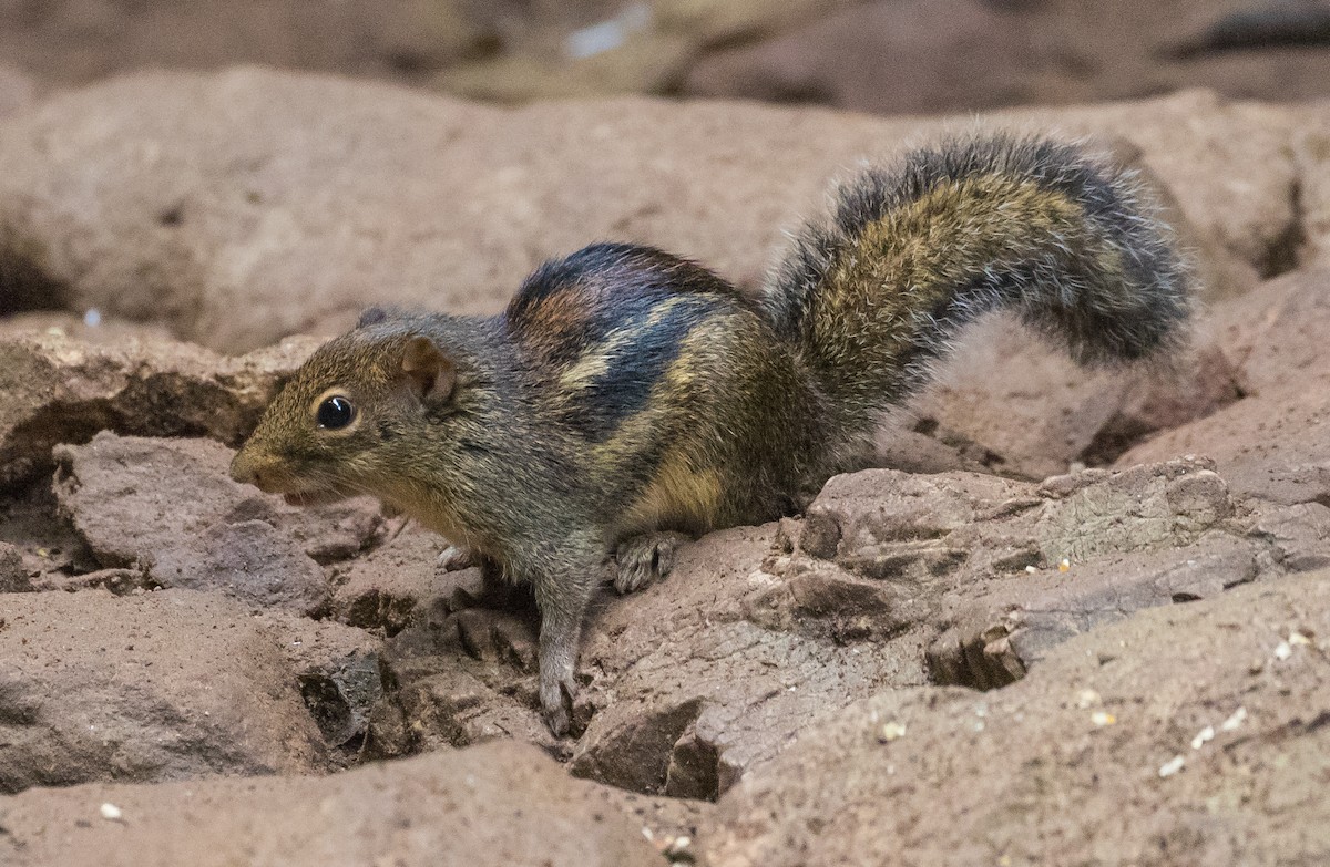 Indochinese Ground Squirrel - ML646278557