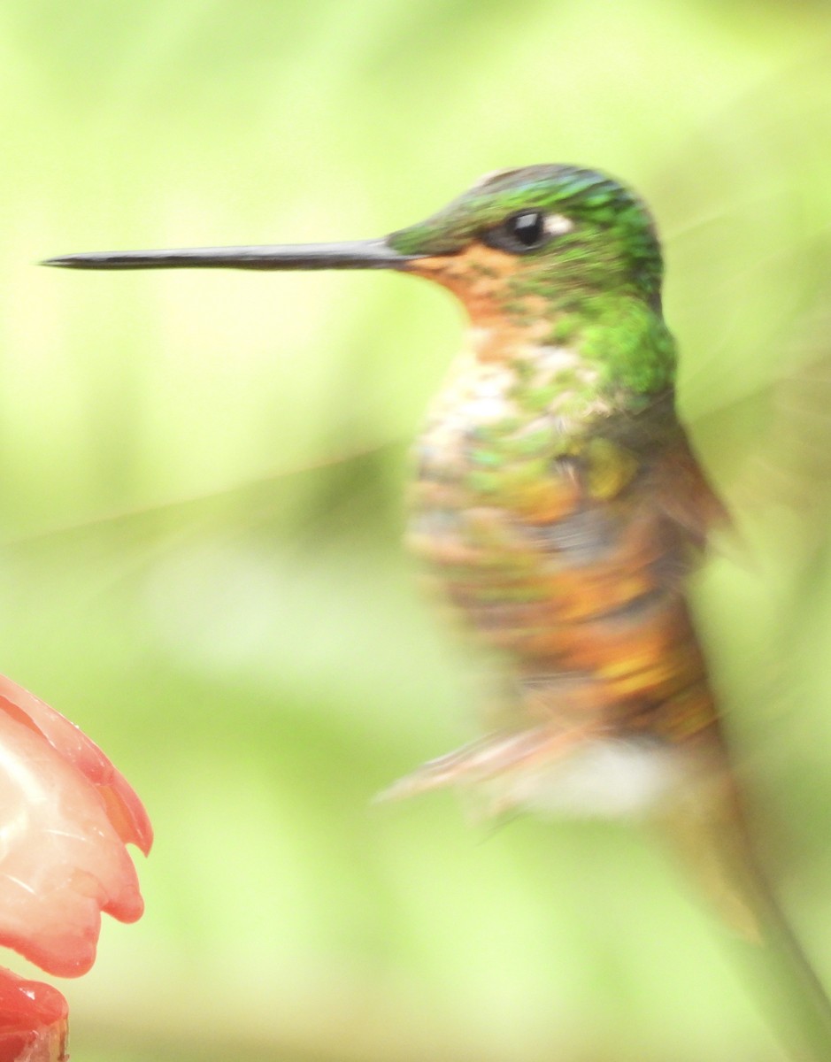 Golden-bellied Starfrontlet - ML646278558