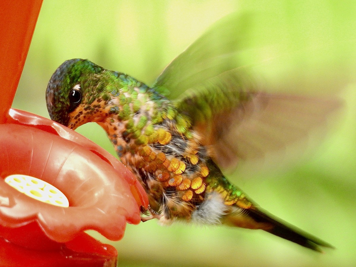 Golden-bellied Starfrontlet - ML646278559