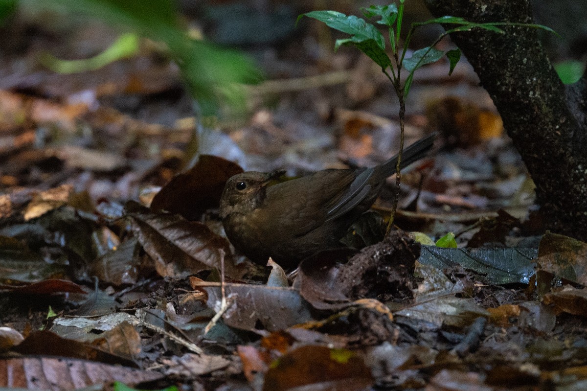 Scaly-throated Leaftosser - ML646278560
