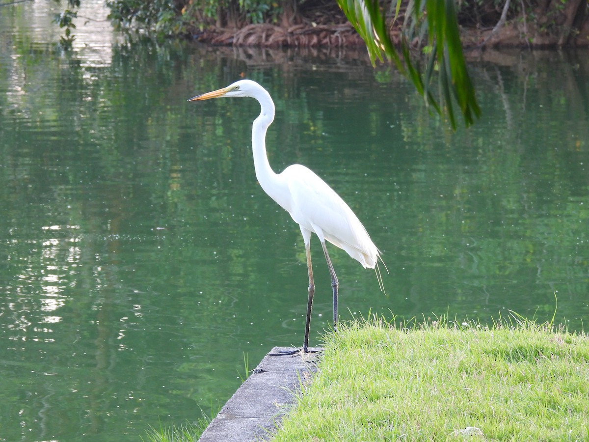 Koartza zuria (australasiarra) - ML646278561