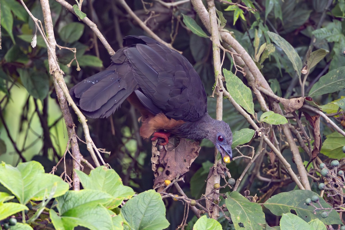 Sickle-winged Guan - ML646278570