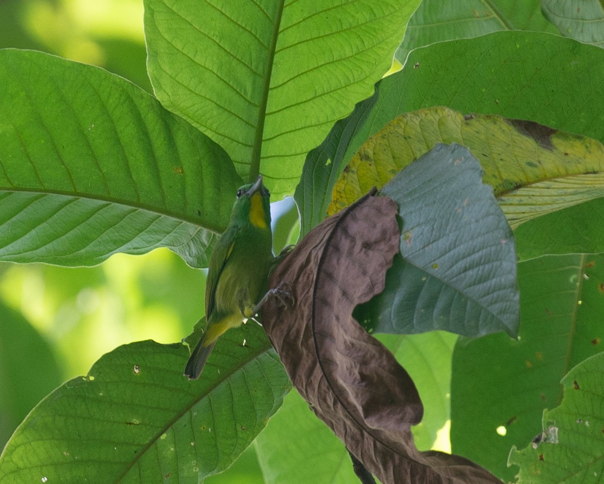 Green Shrike-Vireo - ML646278576