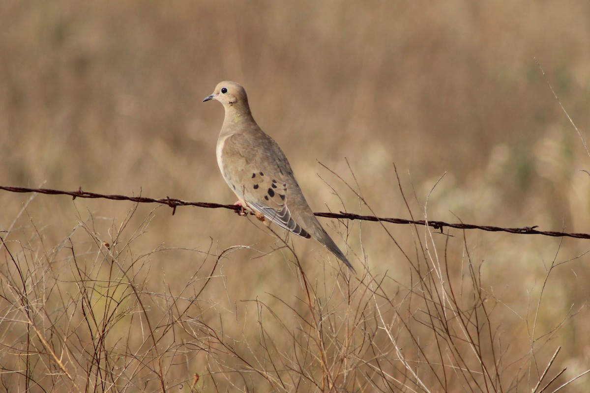 Mourning Dove - ML646278577