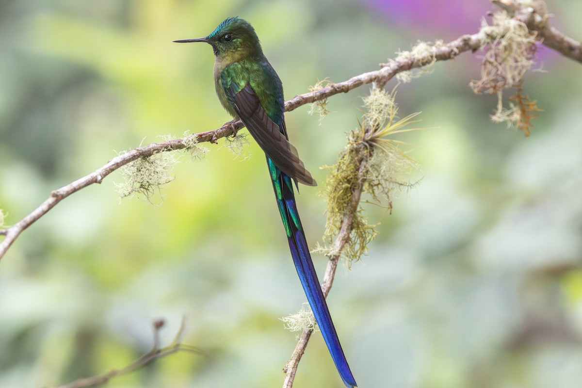 Violet-tailed Sylph - ML646278584