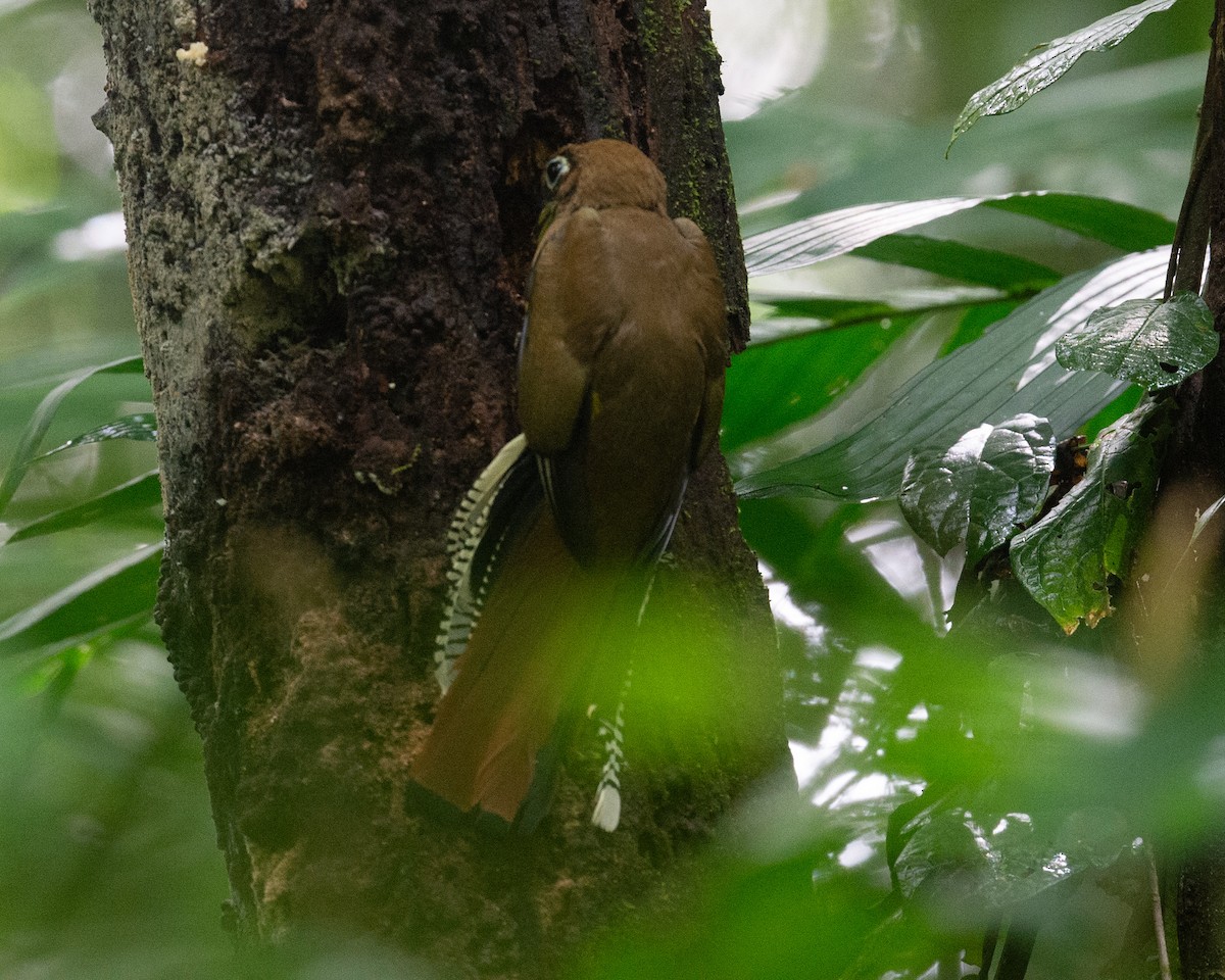 Graceful Black-throated Trogon - ML646278587
