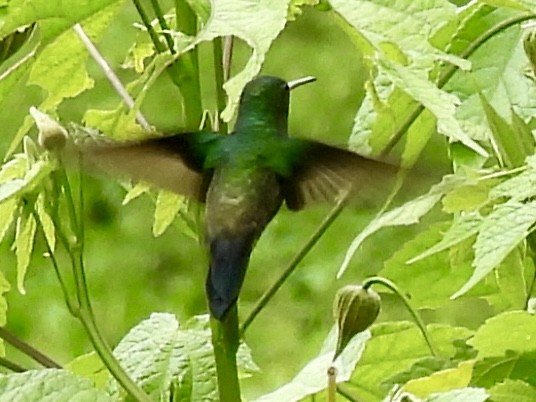 Steely-vented Hummingbird - ML646278588