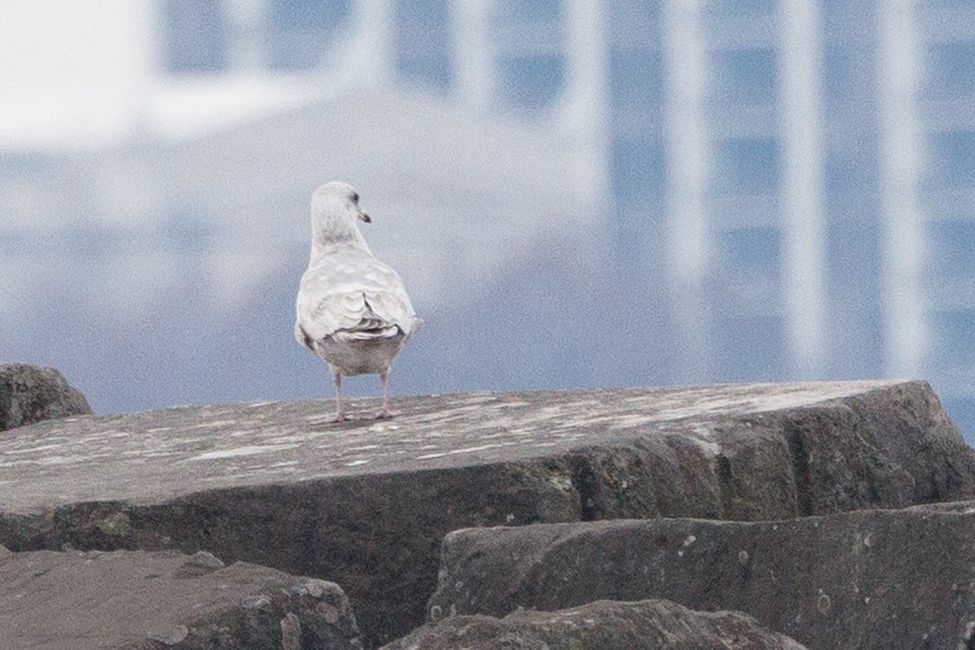 アイスランドカモメ（亜種 カナダカモメ） - ML646278591