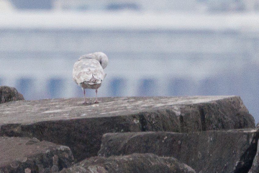 アイスランドカモメ（亜種 カナダカモメ） - ML646278592