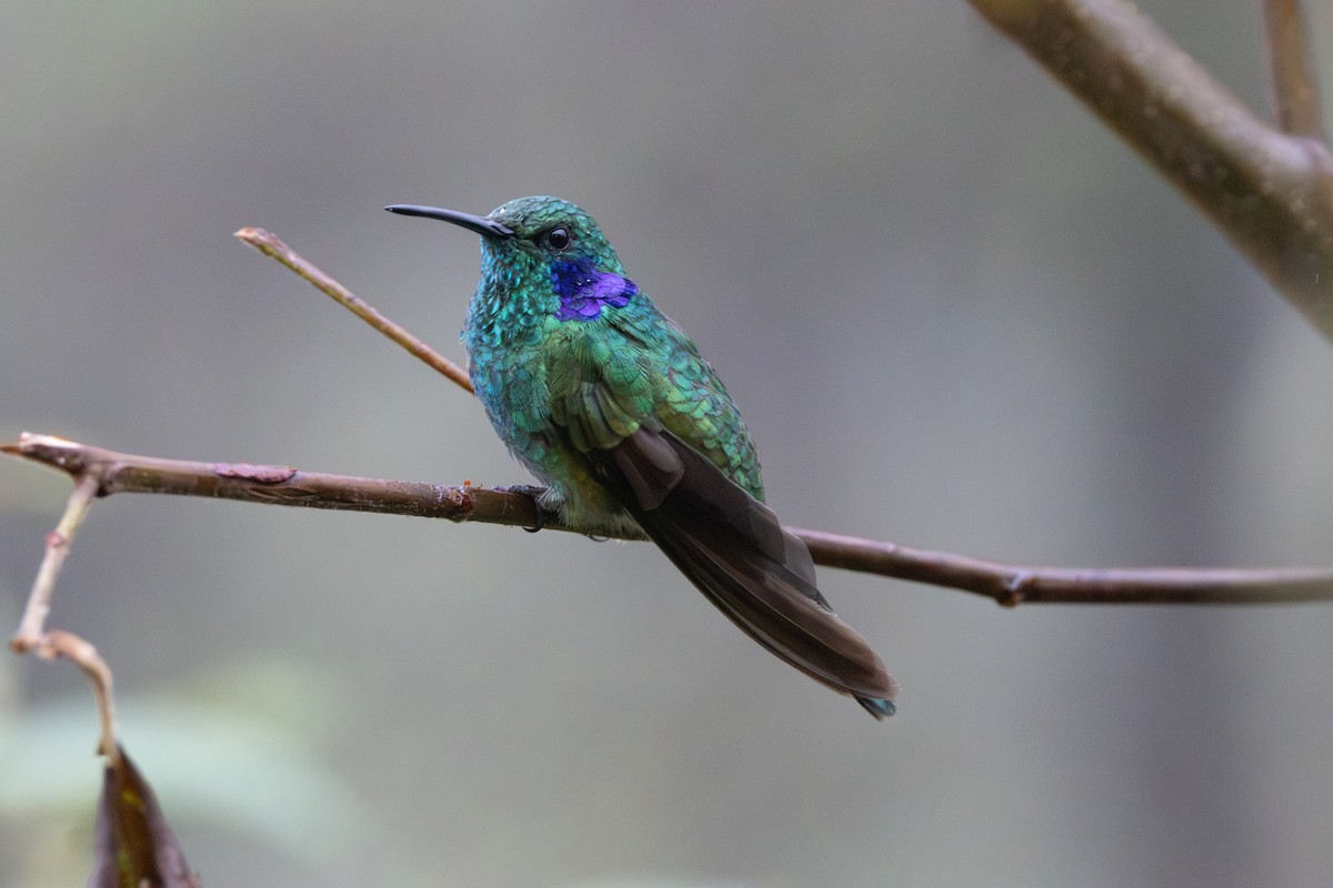 Lesser Violetear - ML646278594