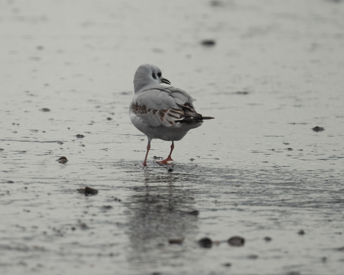 Bonaparte's Gull - ML646278597