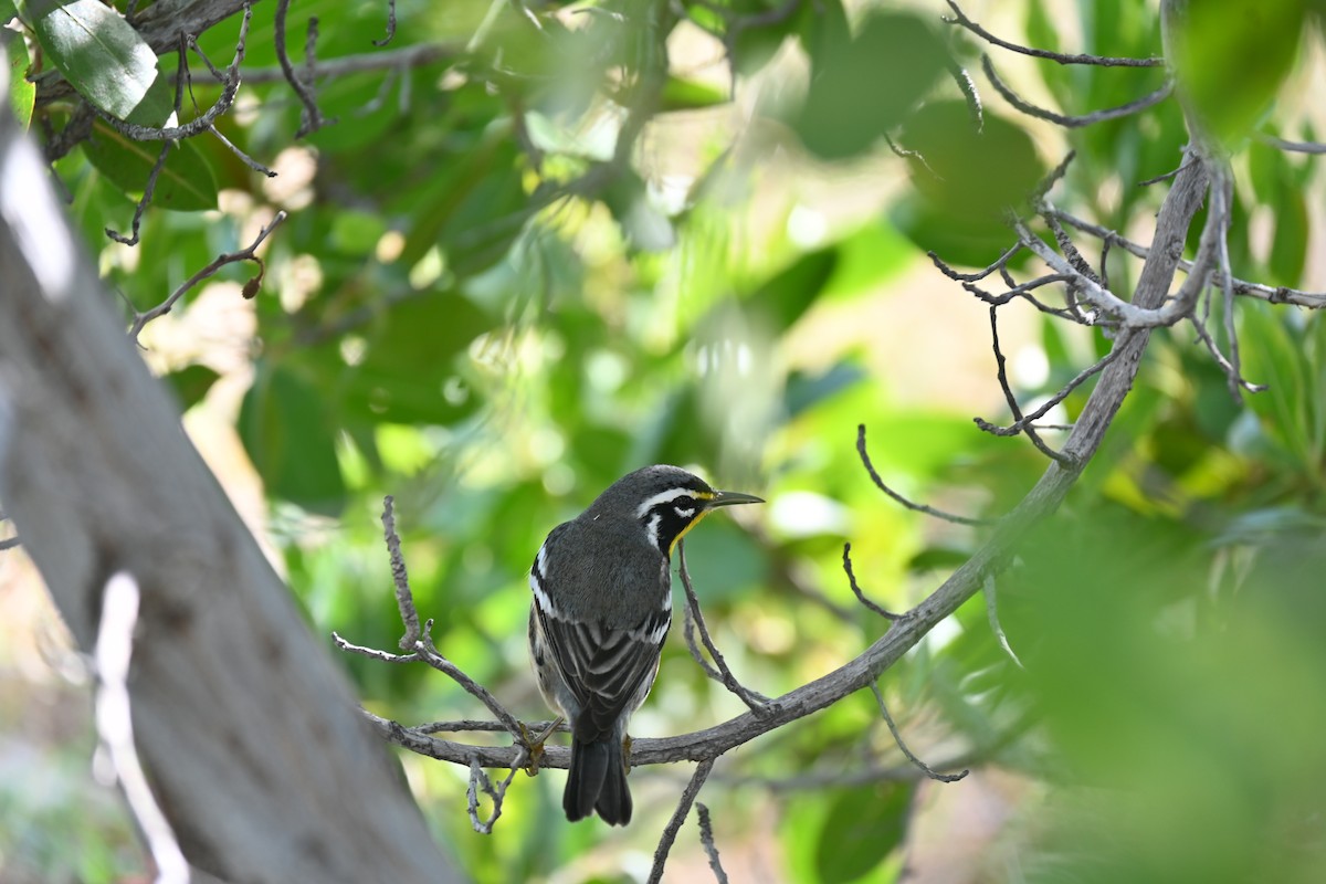 Yellow-throated Warbler - ML646278601