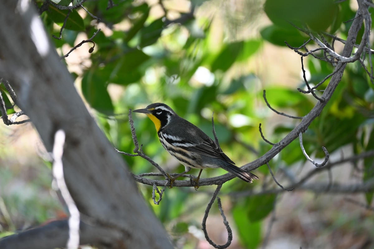 Yellow-throated Warbler - ML646278602