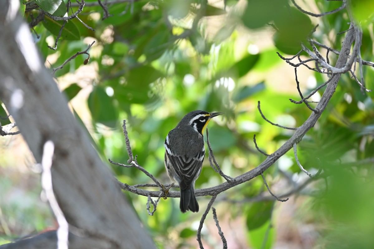 Yellow-throated Warbler - ML646278603