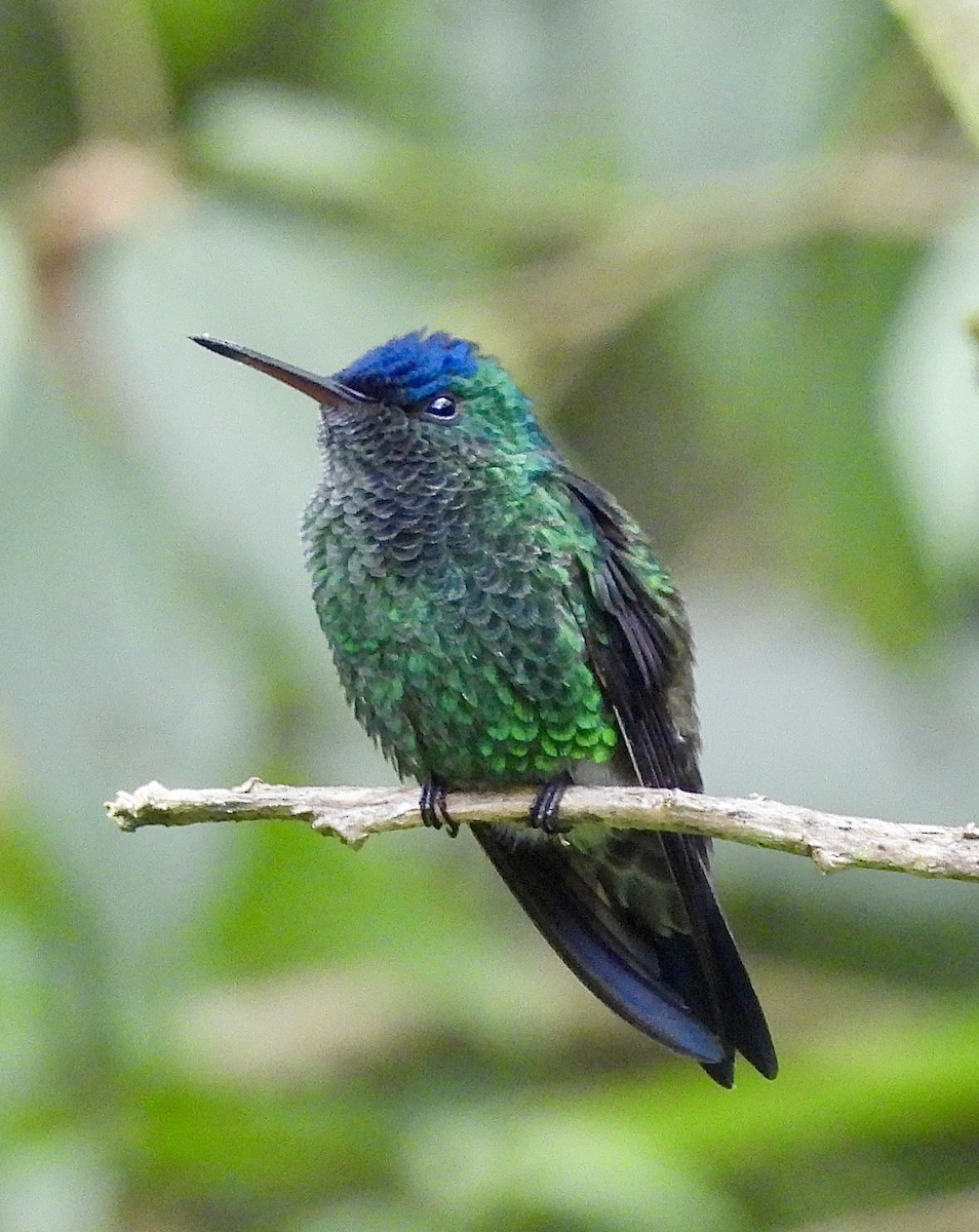 Indigo-capped Hummingbird - ML646278604