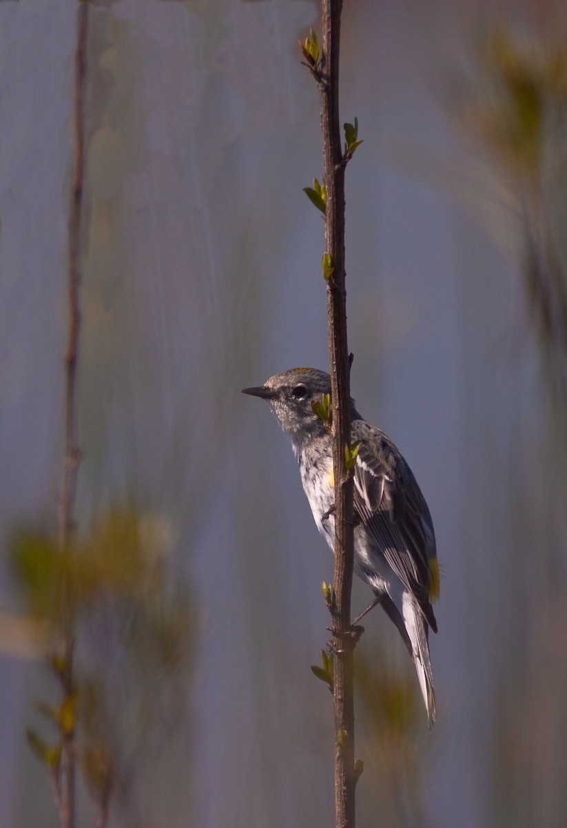 Kronenwaldsänger - ML646278606