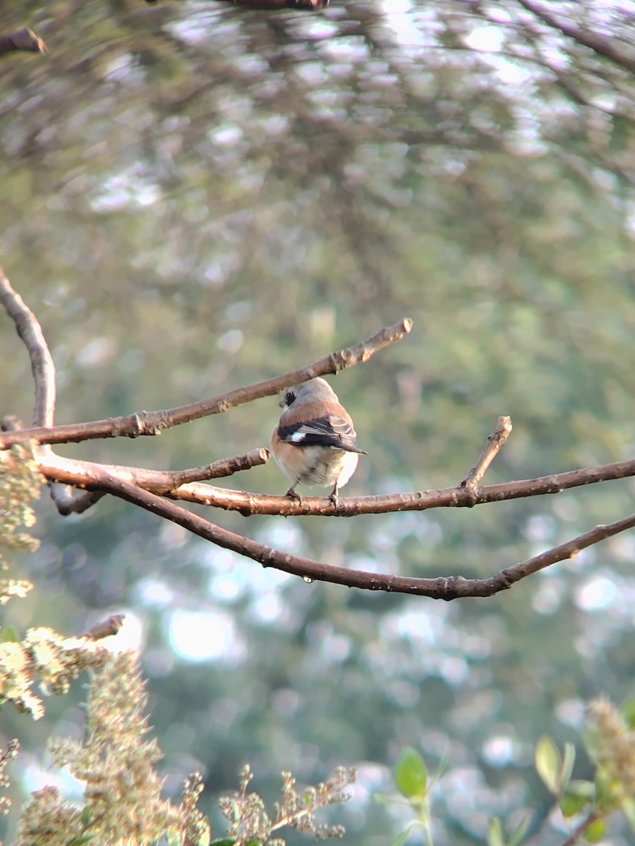 Rotschulterwürger - ML646278607