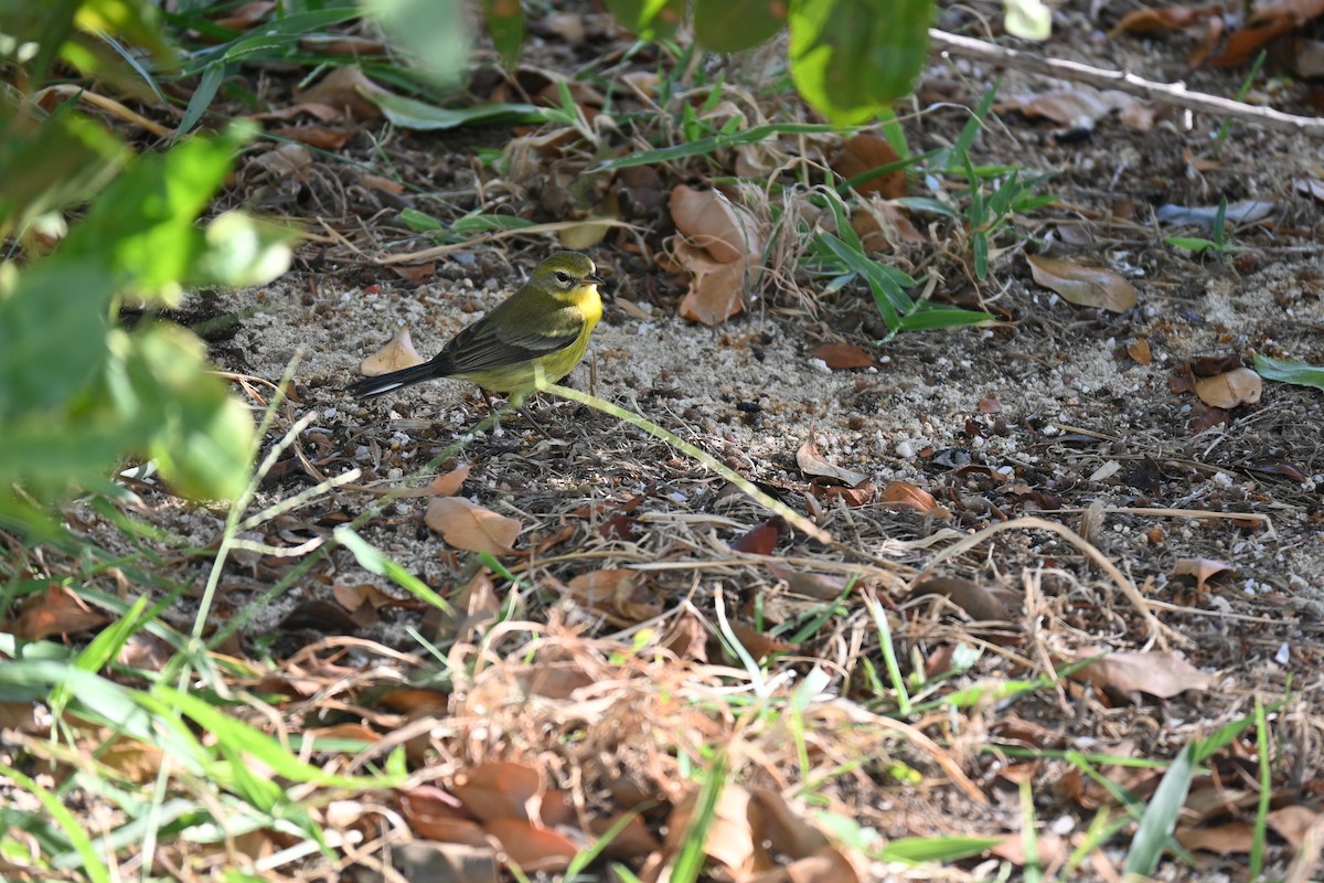 lesňáček pokřovní - ML646278608