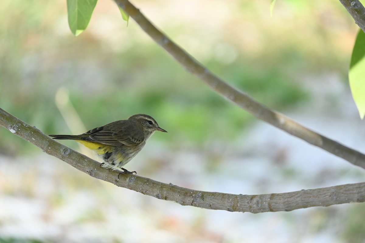 Palmenwaldsänger - ML646278610