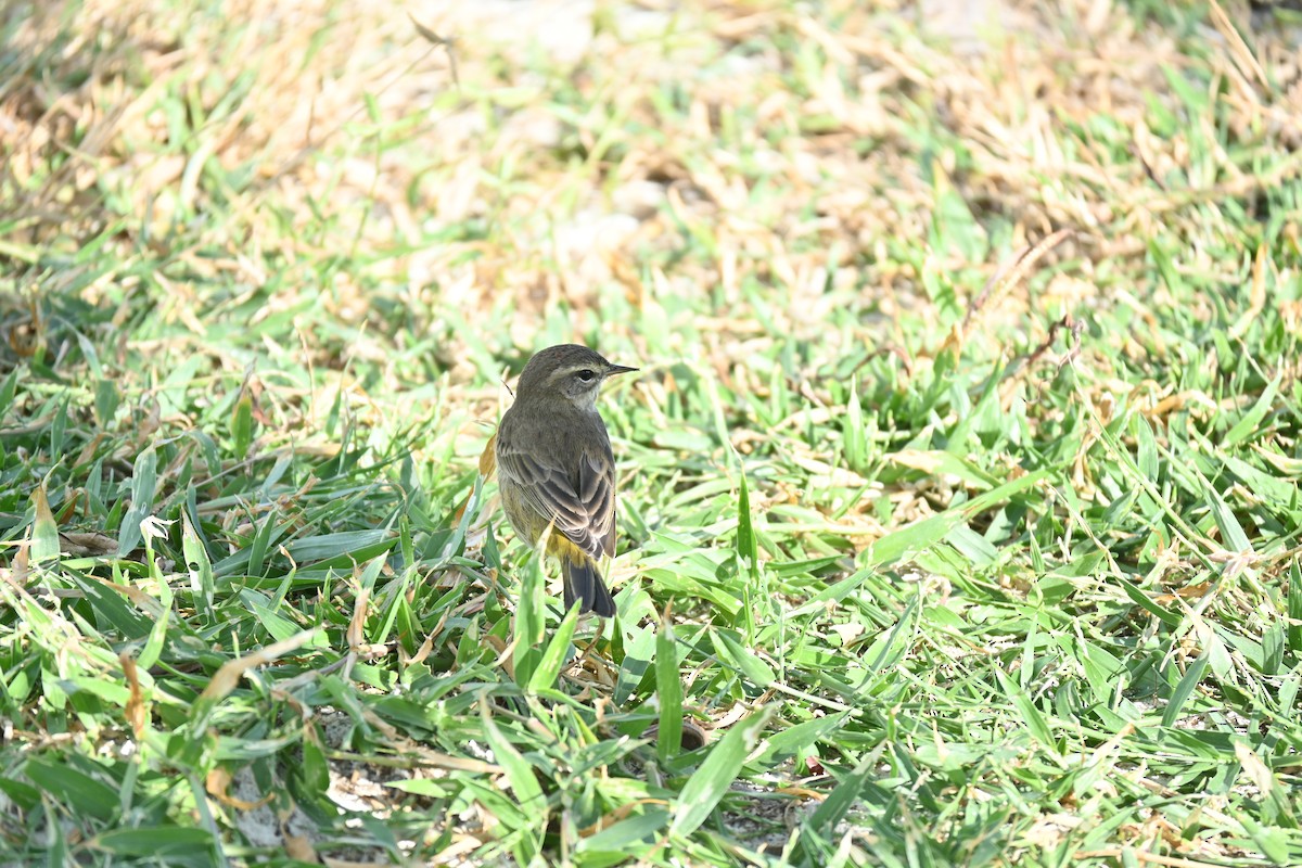 Palmenwaldsänger - ML646278611