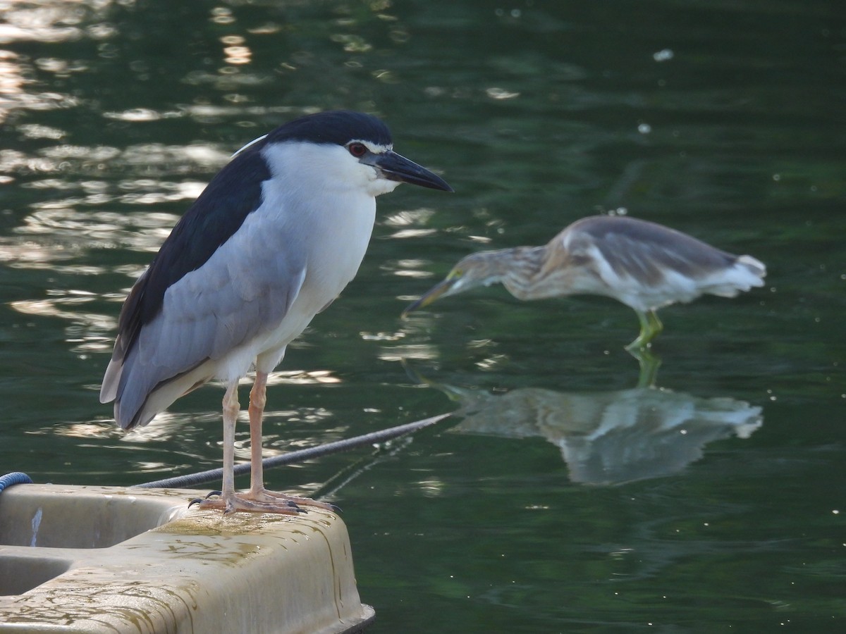 Nachtreiher - ML646278612