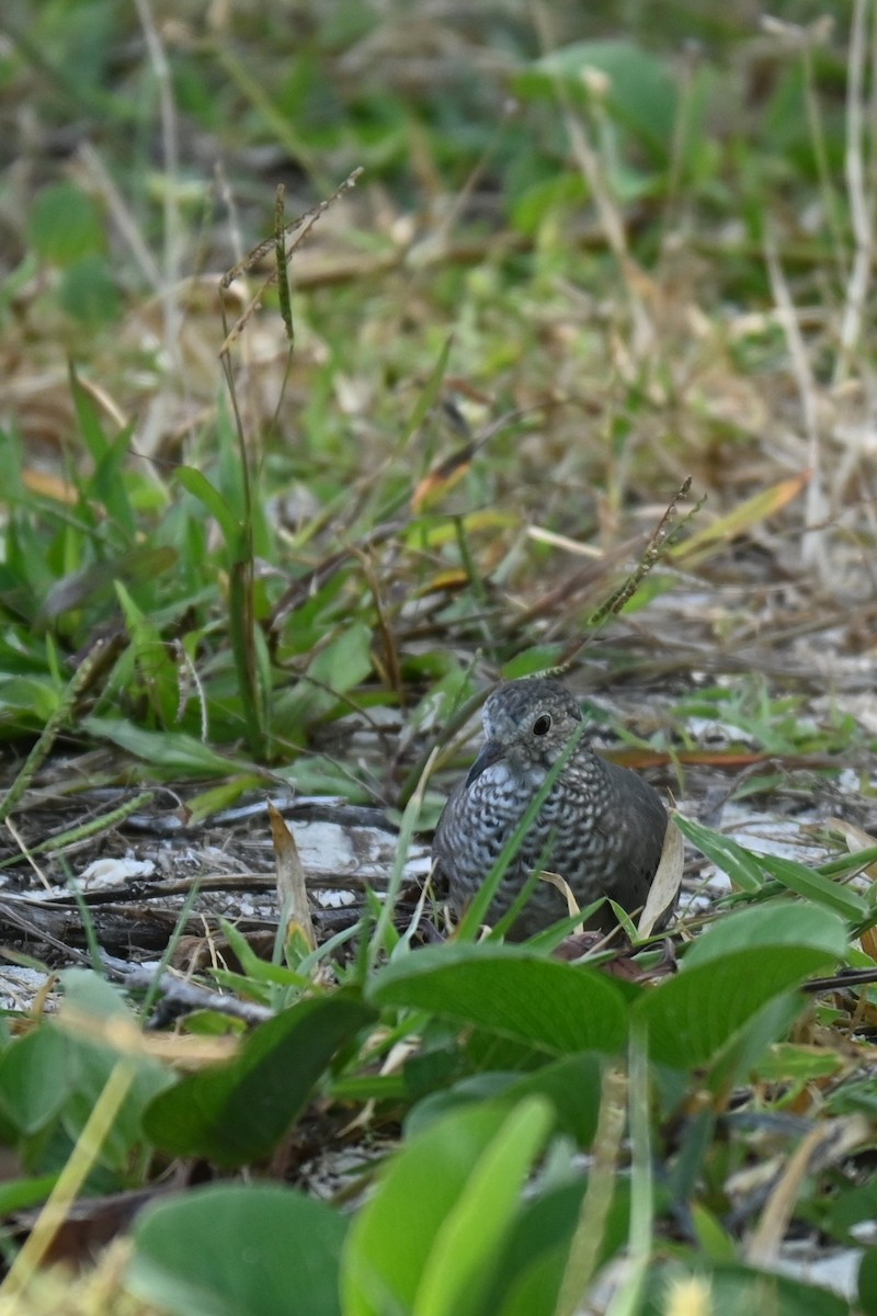 Sperlingstäubchen - ML646278615