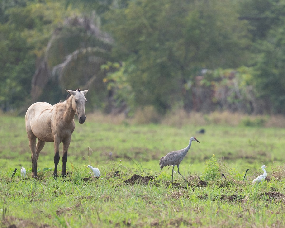 Sandhill Crane (Lesser) - ML646278617