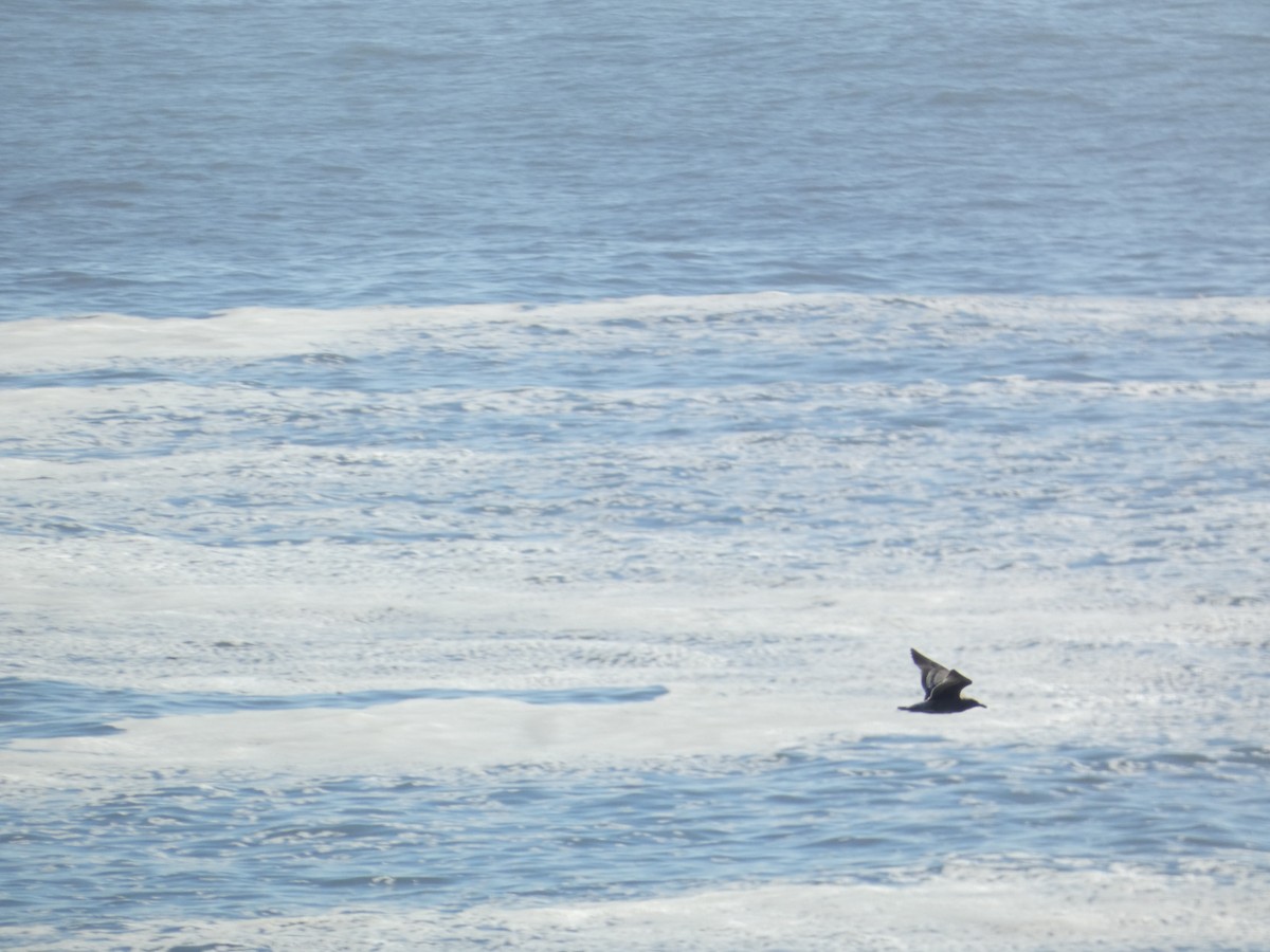 Spatelraubmöwe - ML646278622