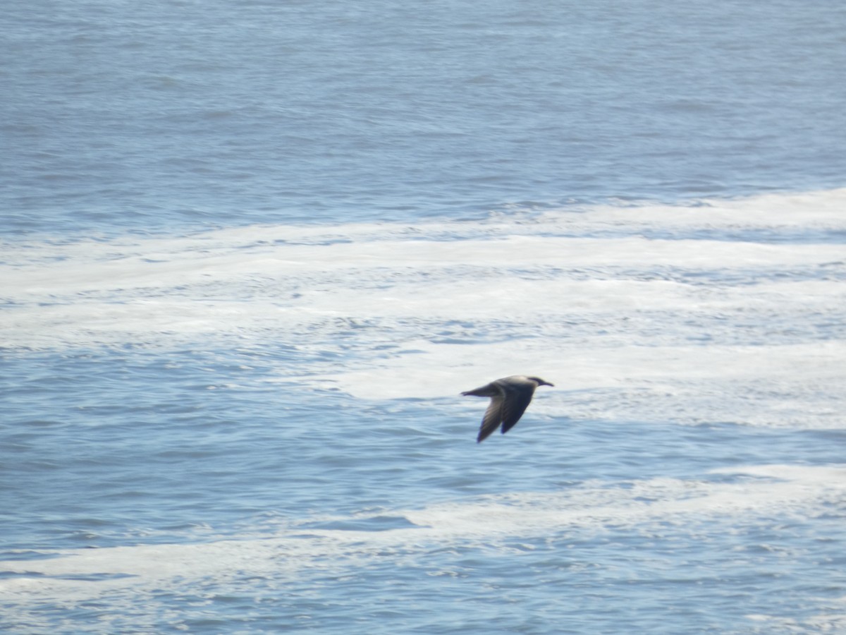 Spatelraubmöwe - ML646278623