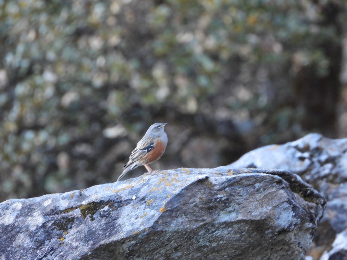 Alpenbraunelle - ML646278626