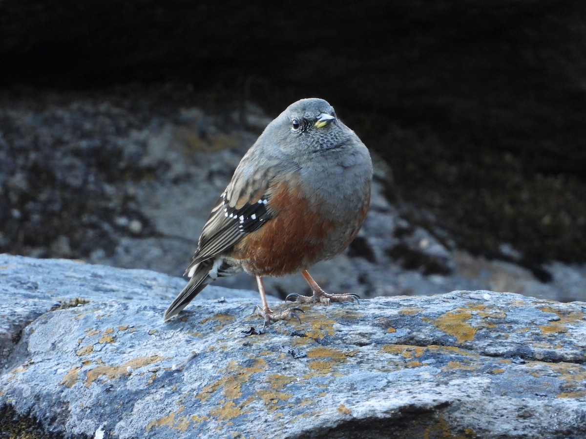 Alpenbraunelle - ML646278627