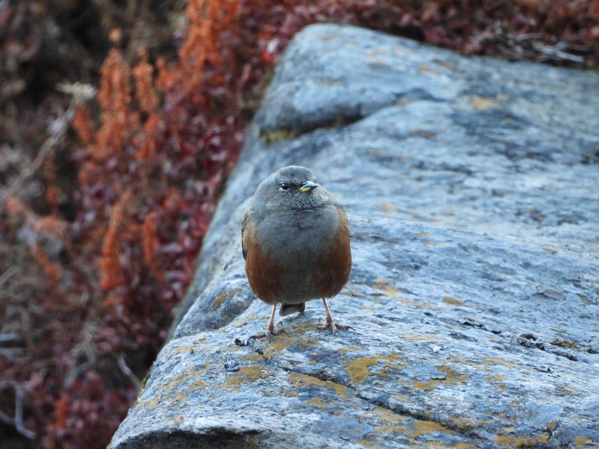 Alpenbraunelle - ML646278628