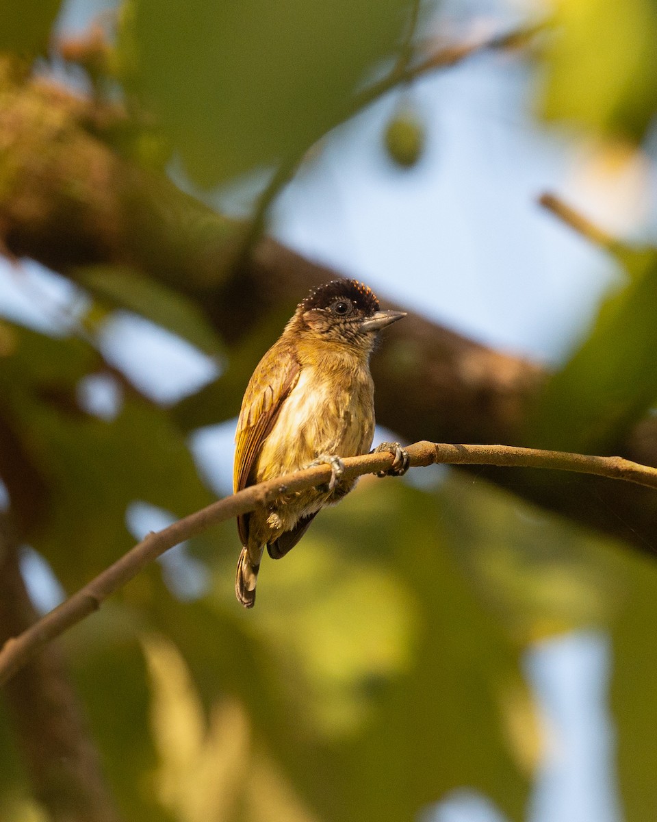 Olivrücken-Zwergspecht - ML646278629