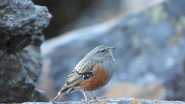 Alpenbraunelle - ML646278630