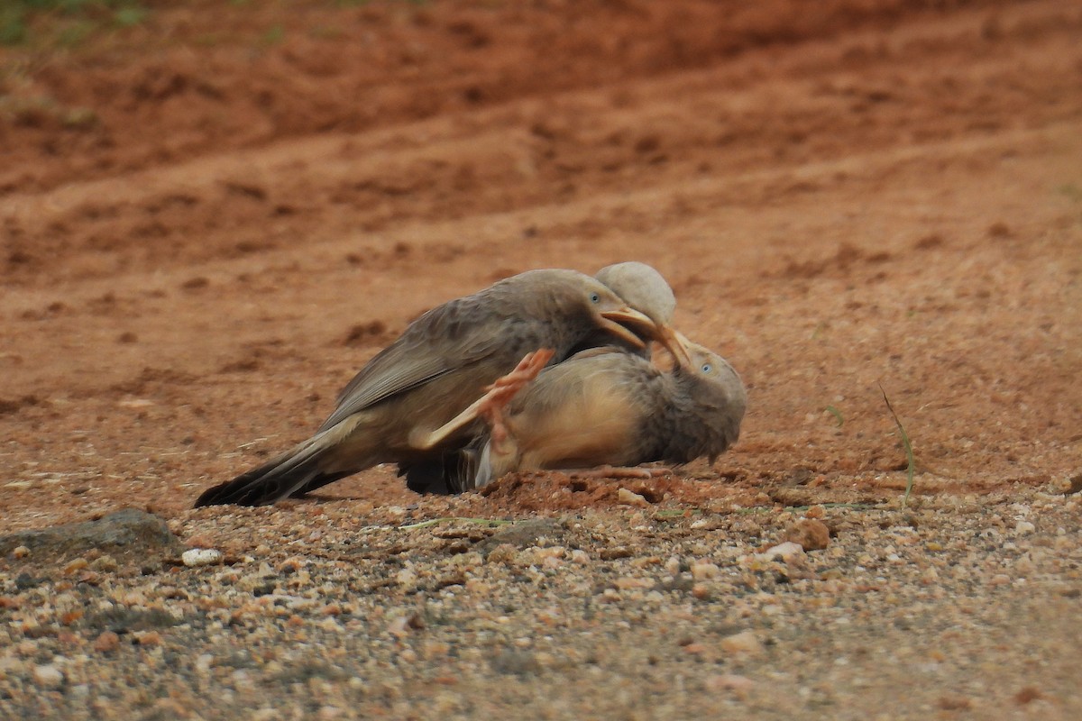 Gelbschnabel-Drosselhäherling - ML646278631