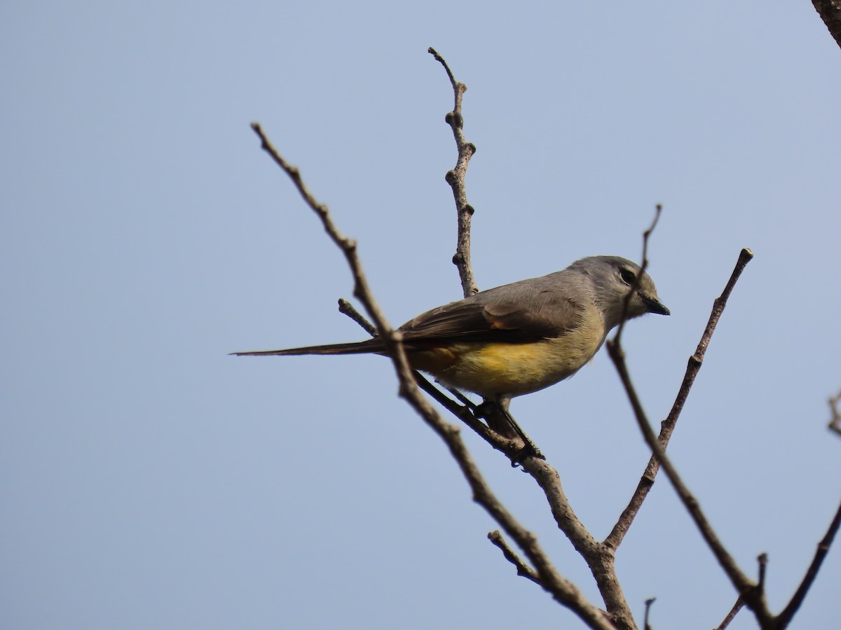 Zwergmennigvogel - ML646278632