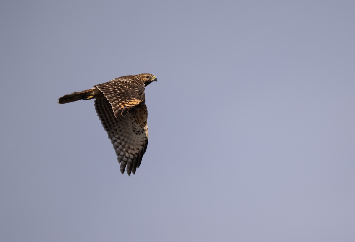 Rotschulterbussard - ML646278633