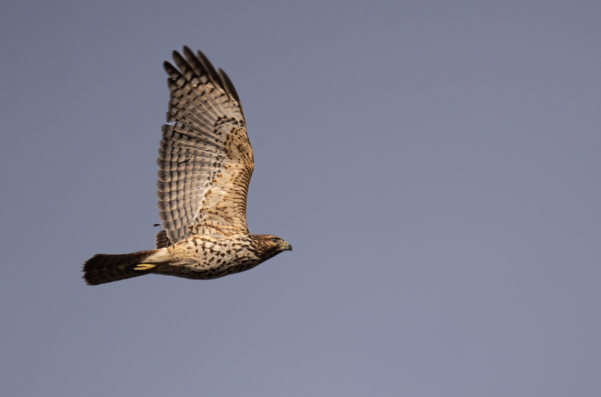 Rotschulterbussard - ML646278634