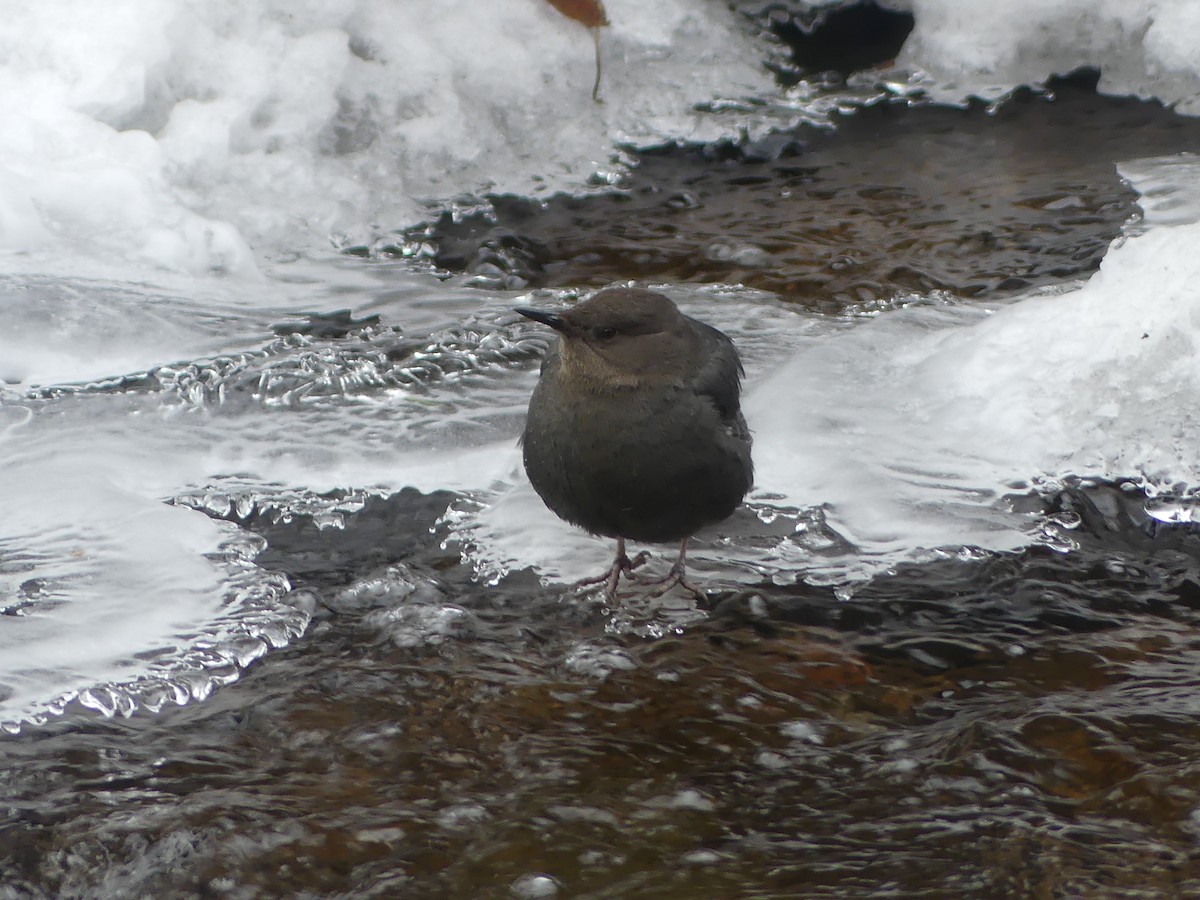 Grauwasseramsel - ML646278635