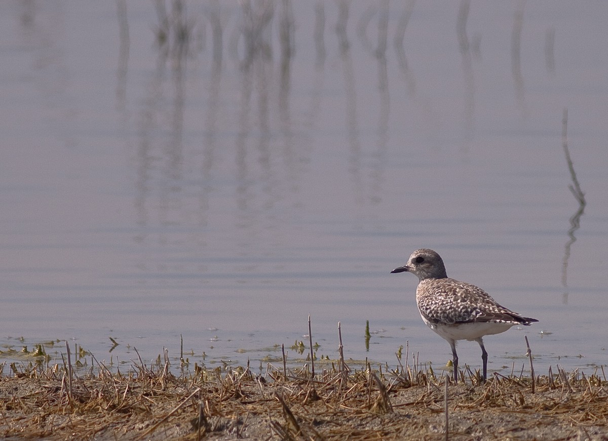 Kiebitzregenpfeifer - ML646278636